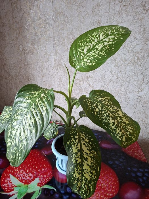 Продам Диффенбахию