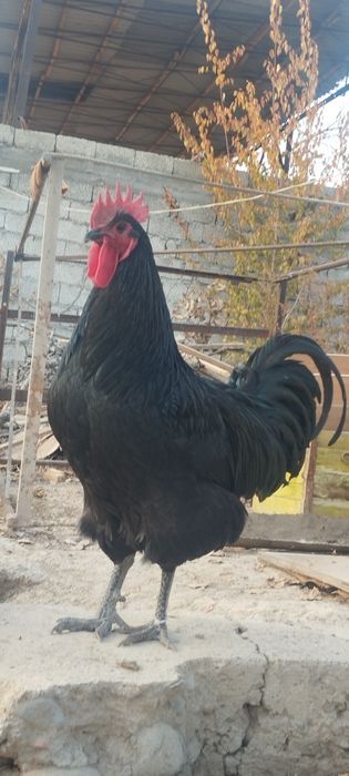 Jersi gigant sotladi