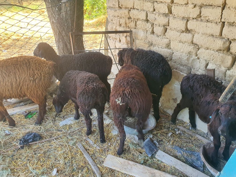 qoy qozi toqlilar bor