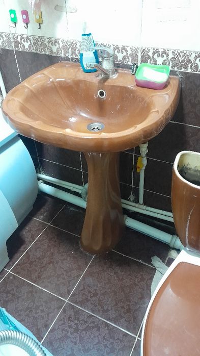 Тюльпан раковина