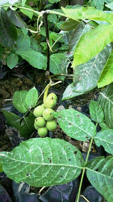 Мевали дарахт кучатлари - Саженцы плодовых деревьев