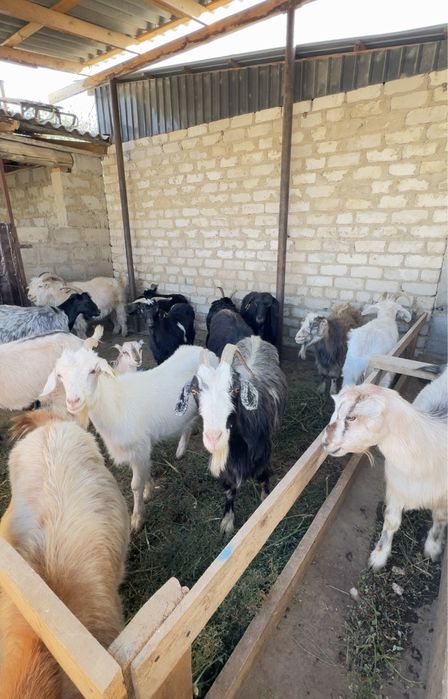 Ешкілер бар арзан бағасы келісімді