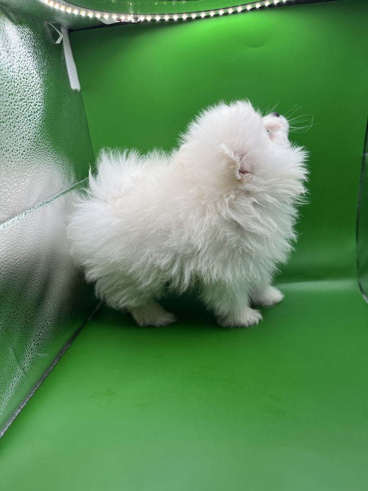 Baietel pomeranian