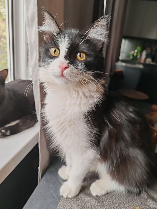 Котик в хорошую семью