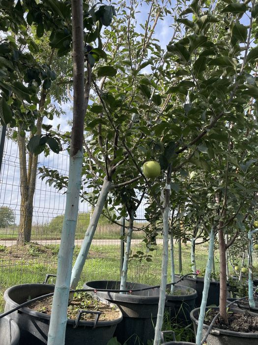 Pomi fructiferi columnari / pomi pitici