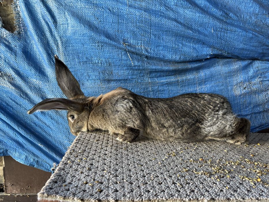 Disponibil 3 femele urias german