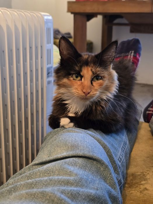 Сладко Коте, Шарено