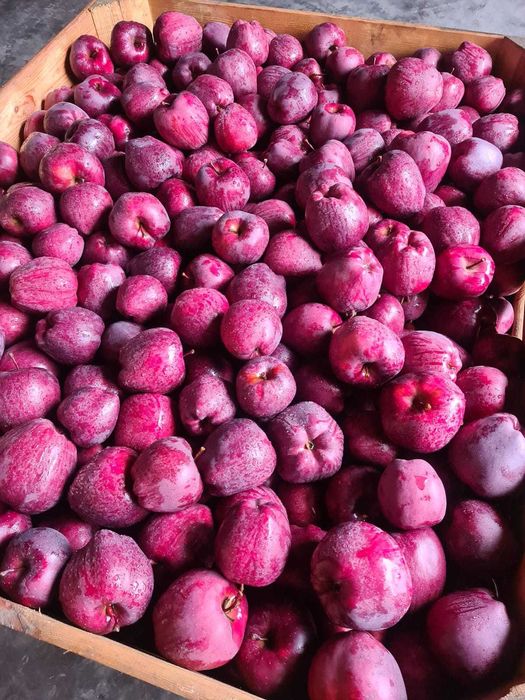 Vand mere si Pere,Polonia cal 1.