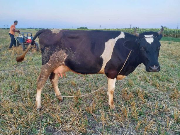 Vand vaci Holstein , juninci si vitei - lichidare ferma