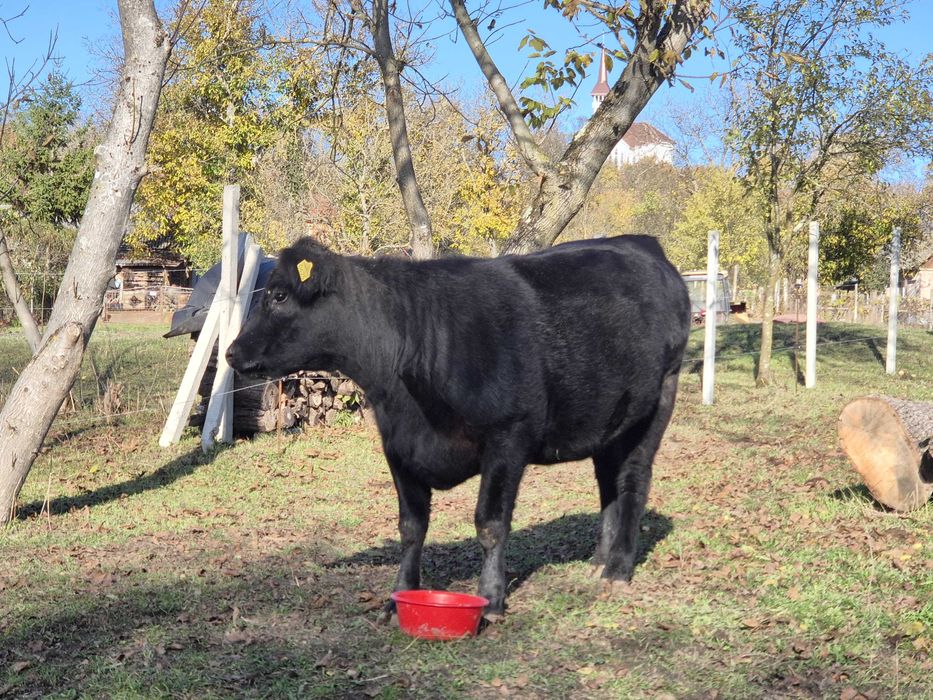 Vand juninca black angus in varsta de 1,7 ani