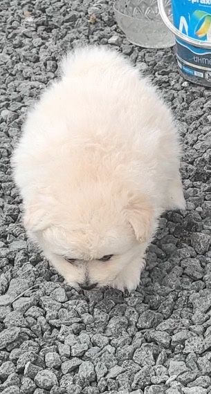 Малки кученца порода померан