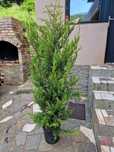 Leylandii Cupresussocyparis