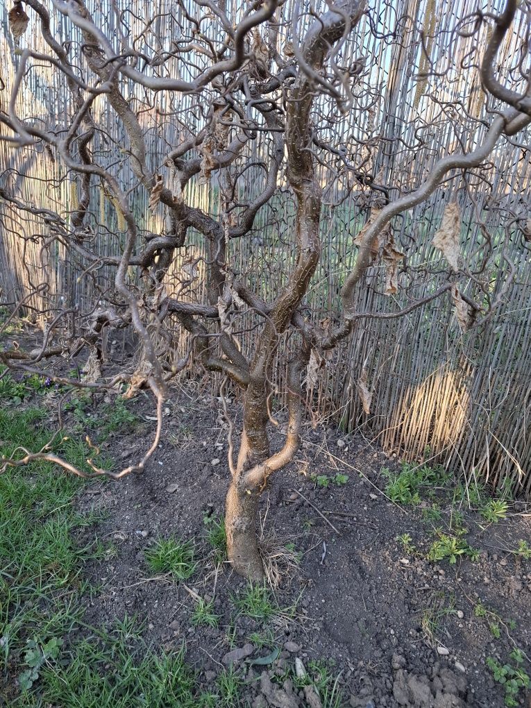 Vând Alun Cret(Cârlionțat), Roșu și Verde