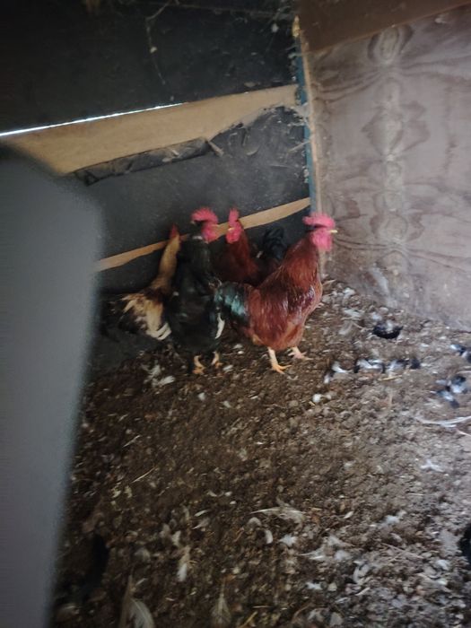 Cocosi tineri frumosi