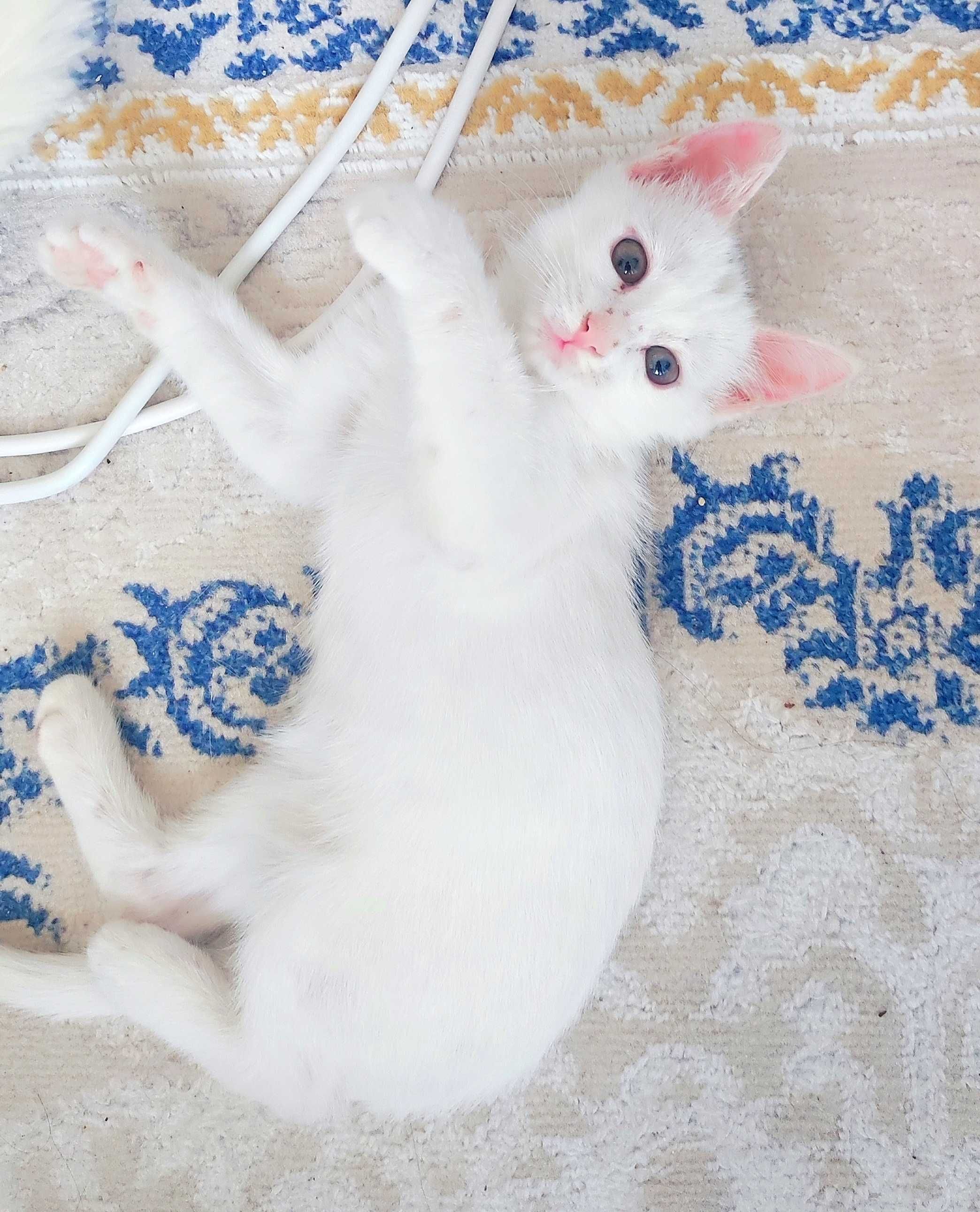 Котёнок 1,5 месяца