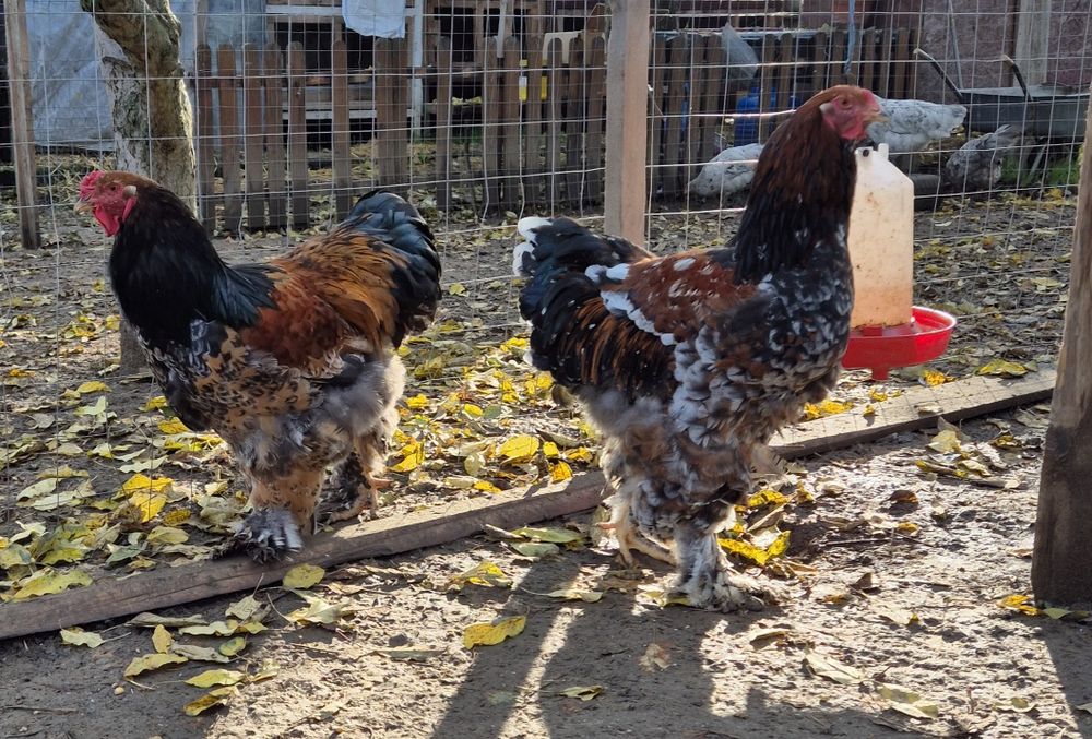 Cocoși brahma poțelan