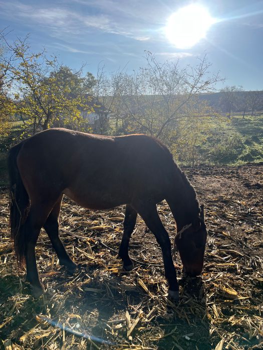 Manz de aproximativ 1 an