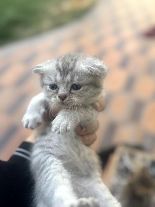 1oylik mushuk bolasi