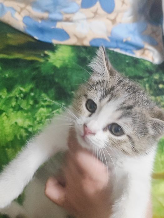 Продаются котята