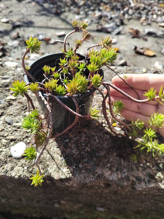 Дебела Мара, Делосперма, Хлорофитум, Фаларис и други