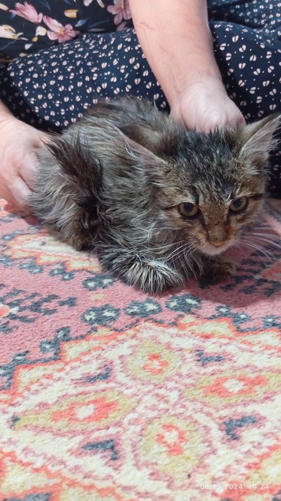 Домашнее котят отдам на хорошей руки