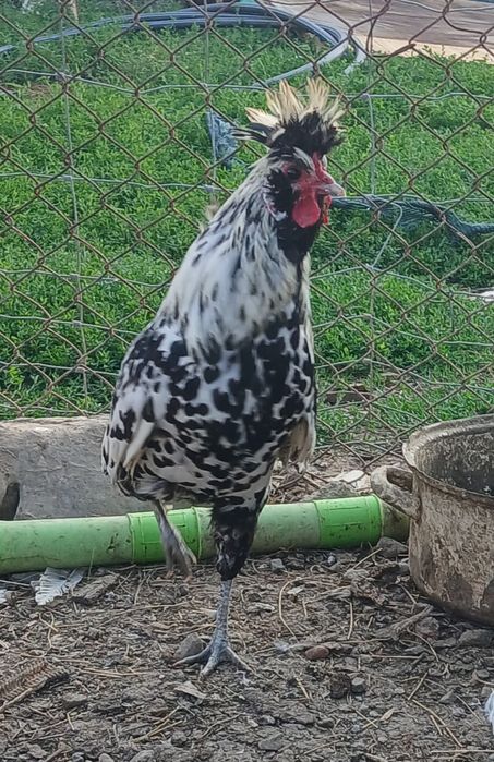Cocoși disponibili