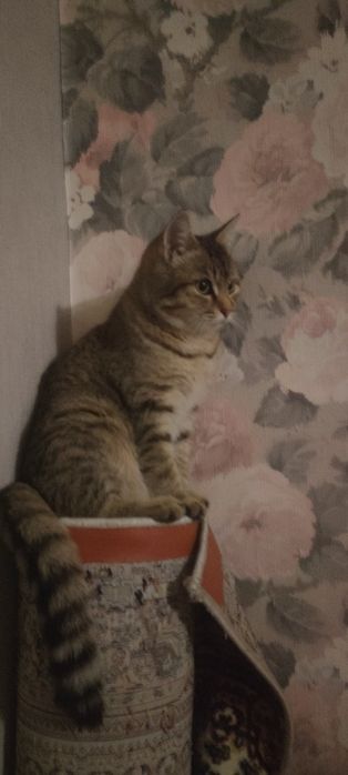 Отдам в хорошие руки