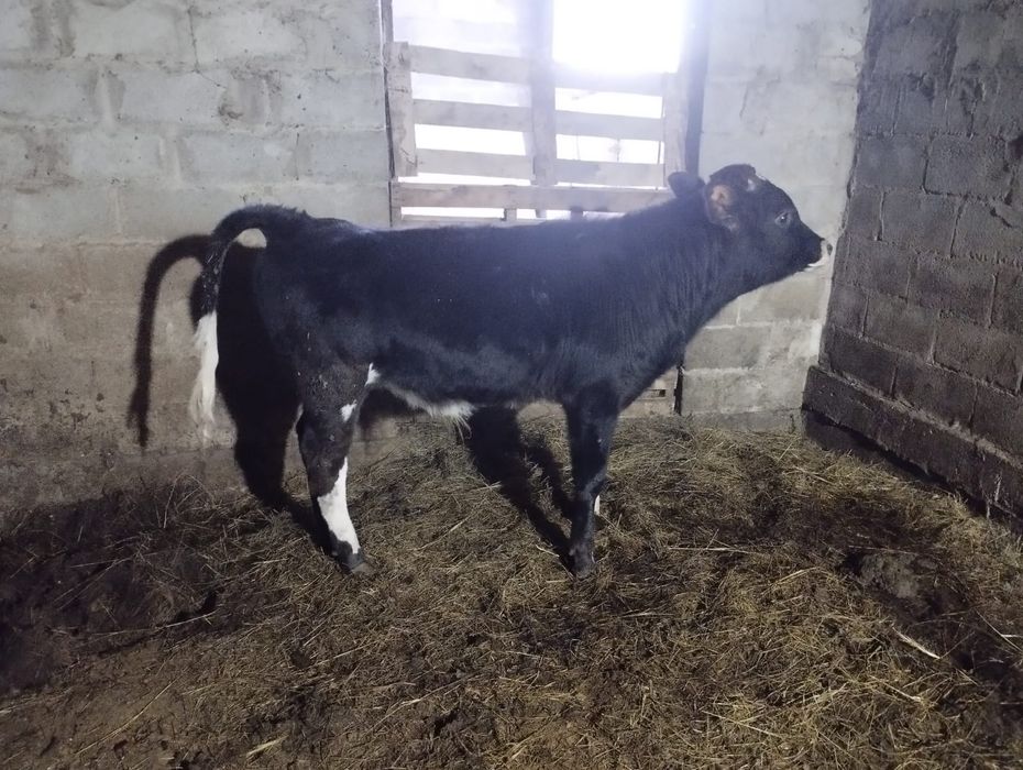 Продается 2 коровы и теленок