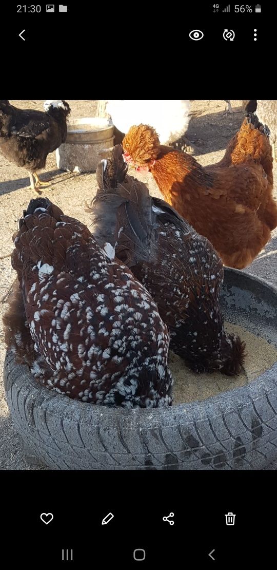 Vând ouă de la găini de casă