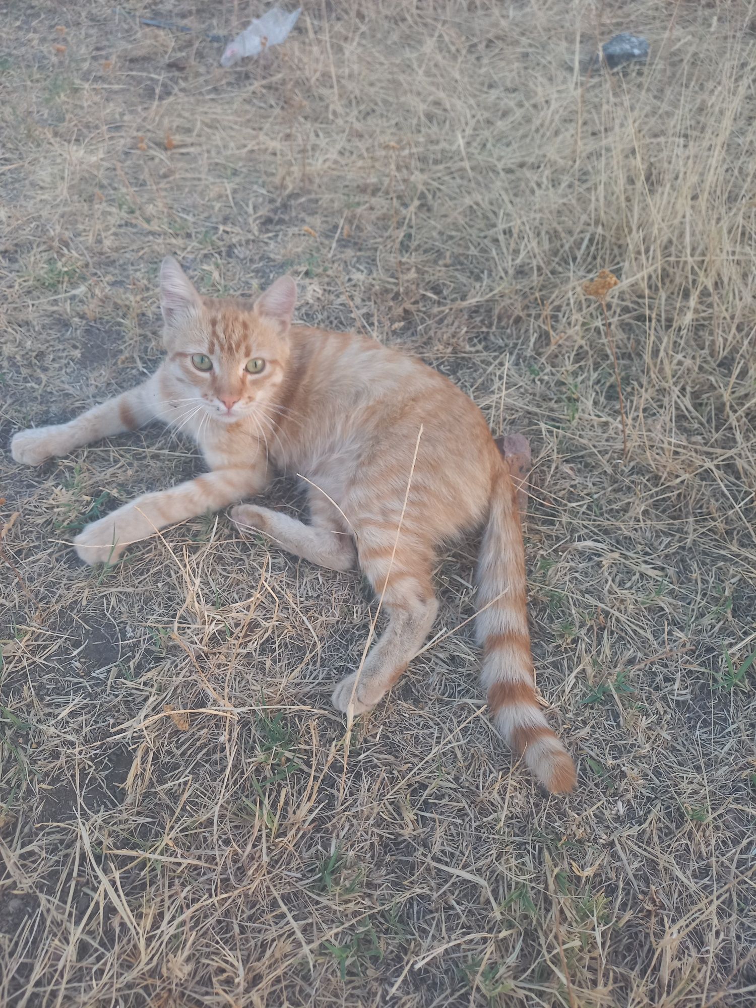 Мъжка рижава котка