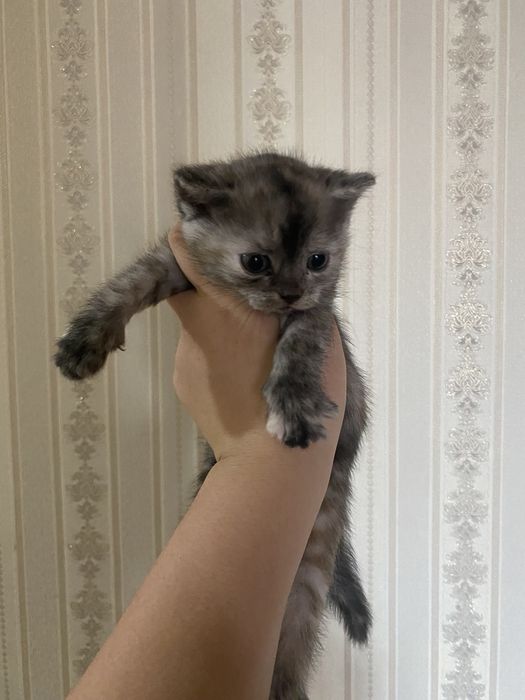 Котята шотландские