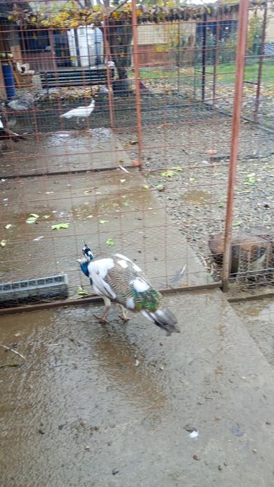 Schimb mascul arlechin