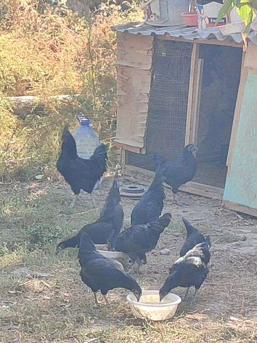 Ухейилюй жужалари сотилада 6-7 ойлик