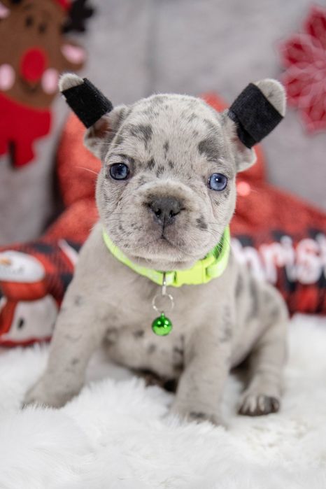 bulldog francez lilac merle baietel