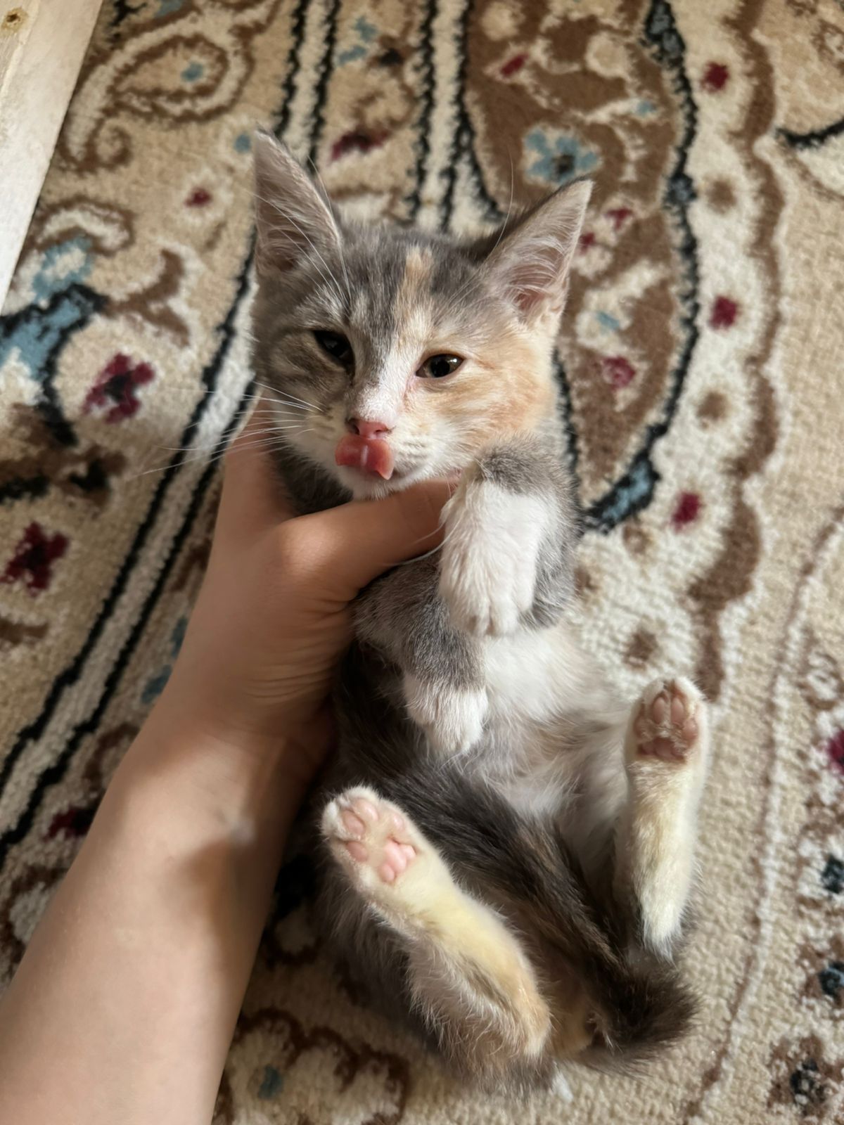 Отдам котёнка девочку