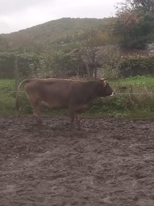 Vând 2 vaci brune gestante în 6 luni