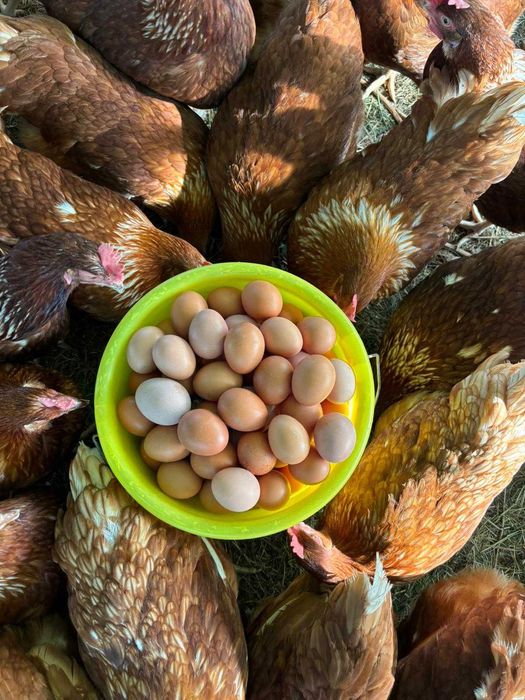 Vindem oua de gaina.