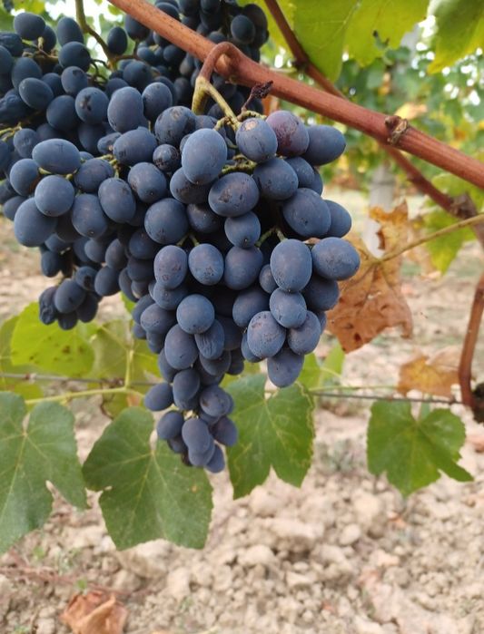 Vand struguri pentru vin