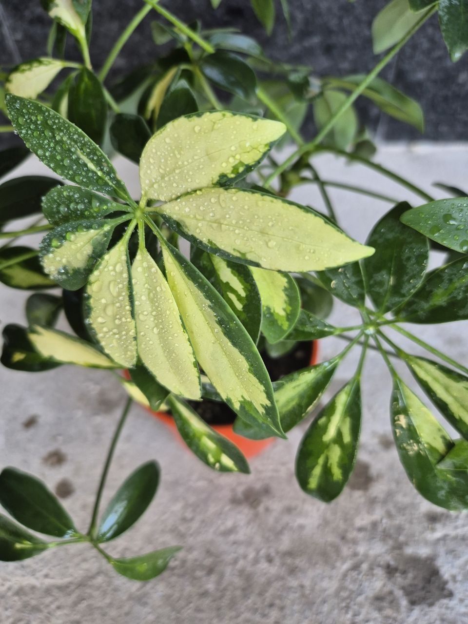 Schefflera arzon narxda