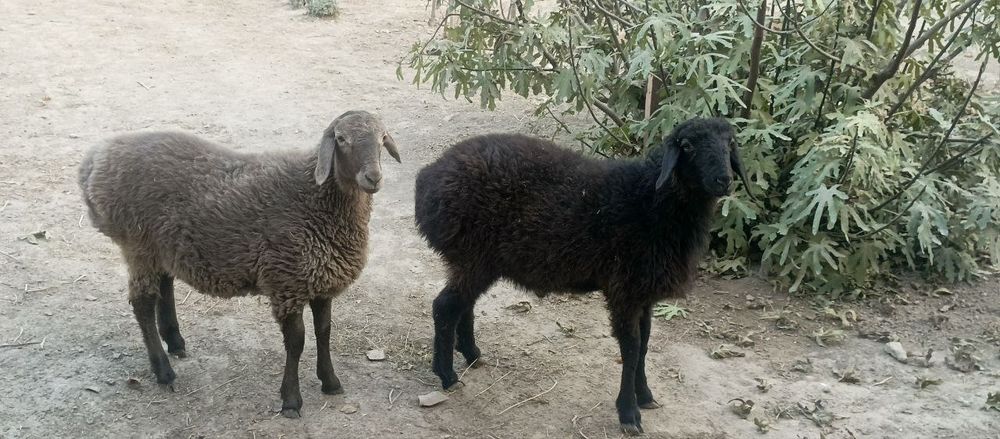 Qo'yla sotiladi 6 7 oyli