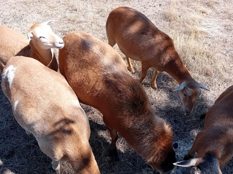 Vând oi de camerun 3 oițe și un berbec oile sunt gestante