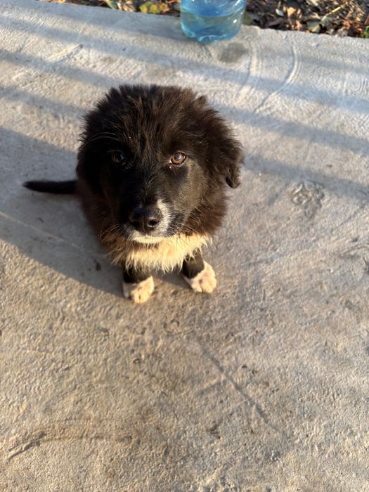 Кучетата се подаряват!