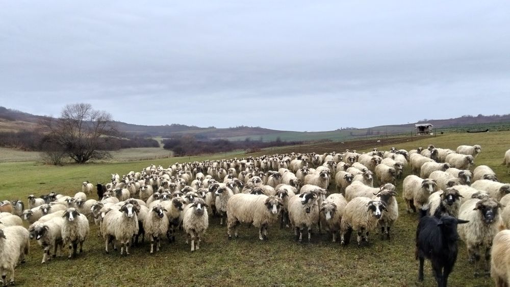 Oi breze de vânzare