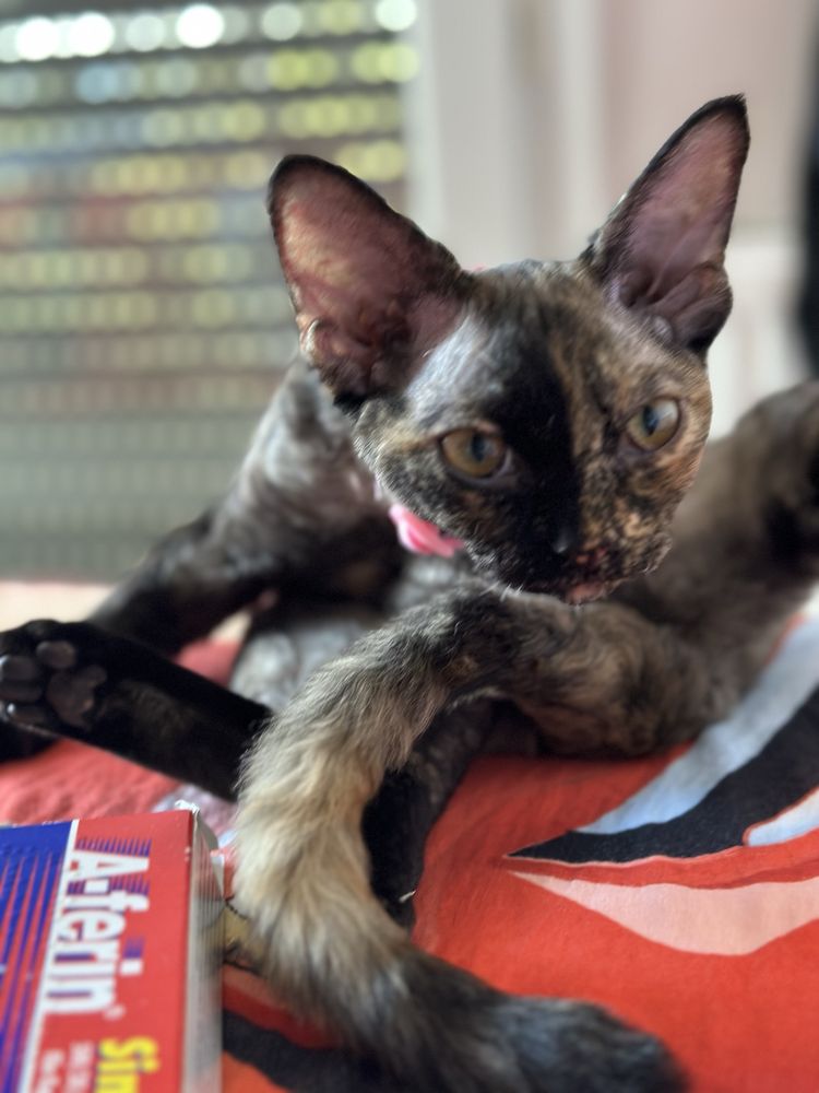 Котка девон рекс