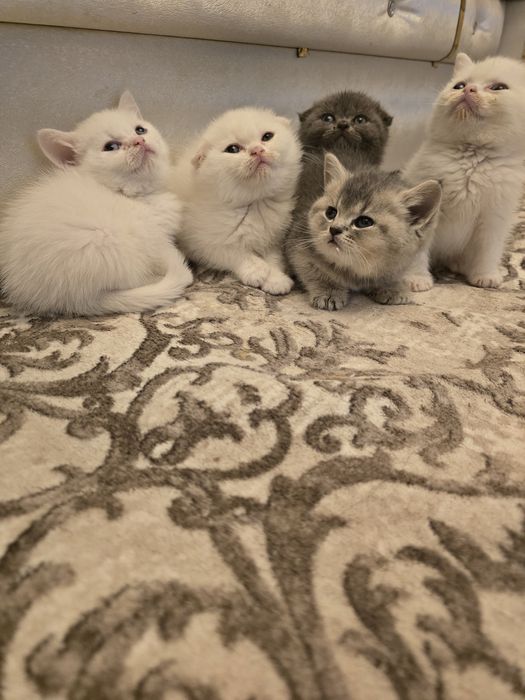 Шотлански и британски котенца момичета и момчета