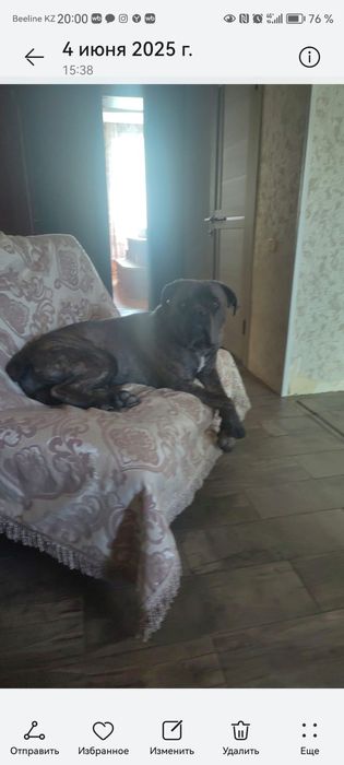 Нужна  девочка  для вязки Кане Корсо