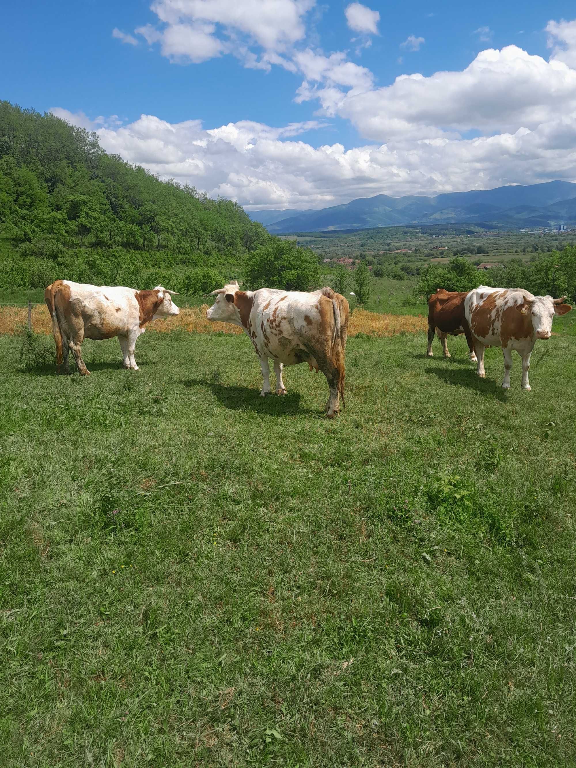 Vând 2 vaci la alegere . Gestante 7, 8luni. Detalii in GHIGHISENI,Bh