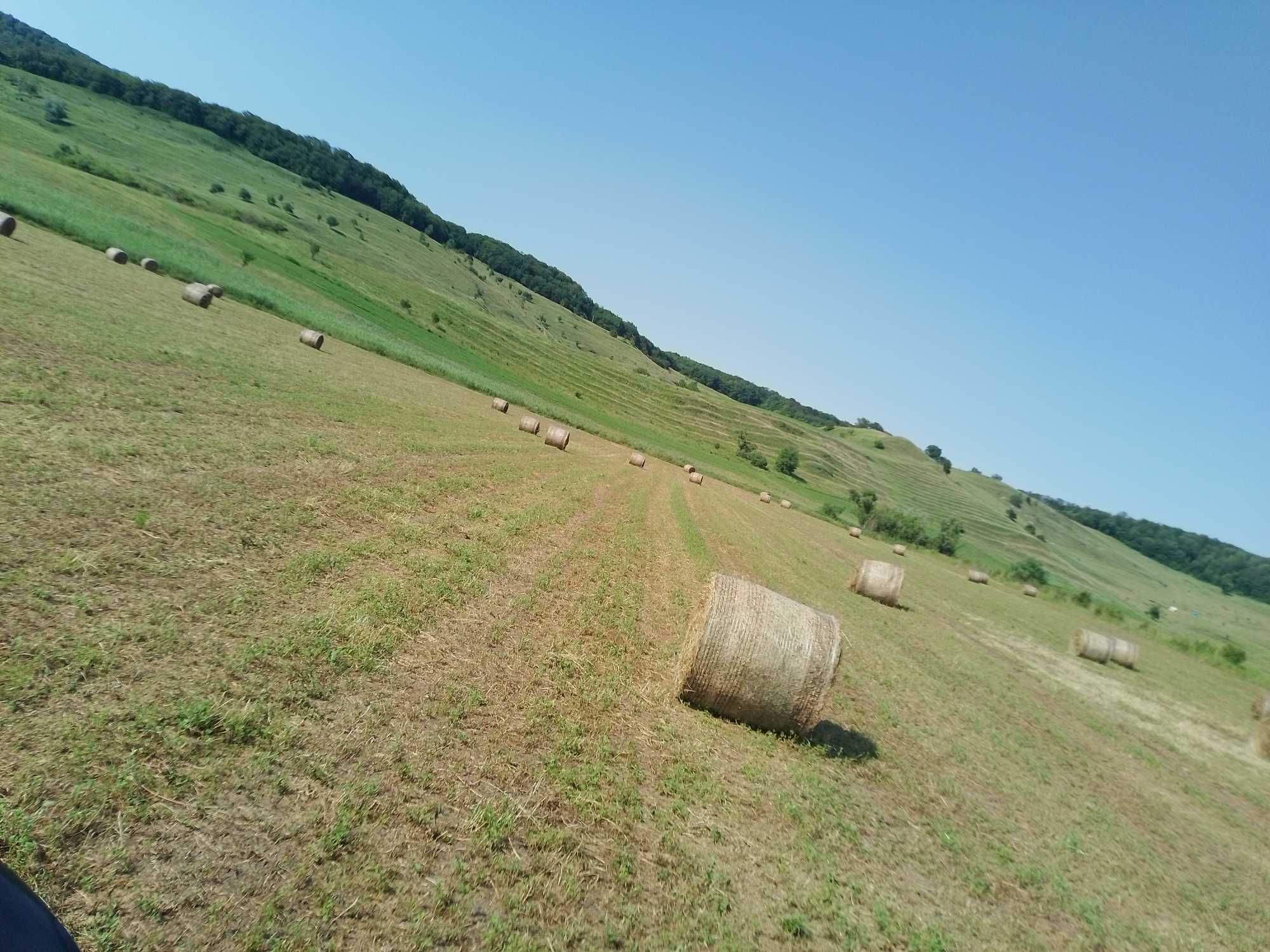 Baloti lucerna rotunzi