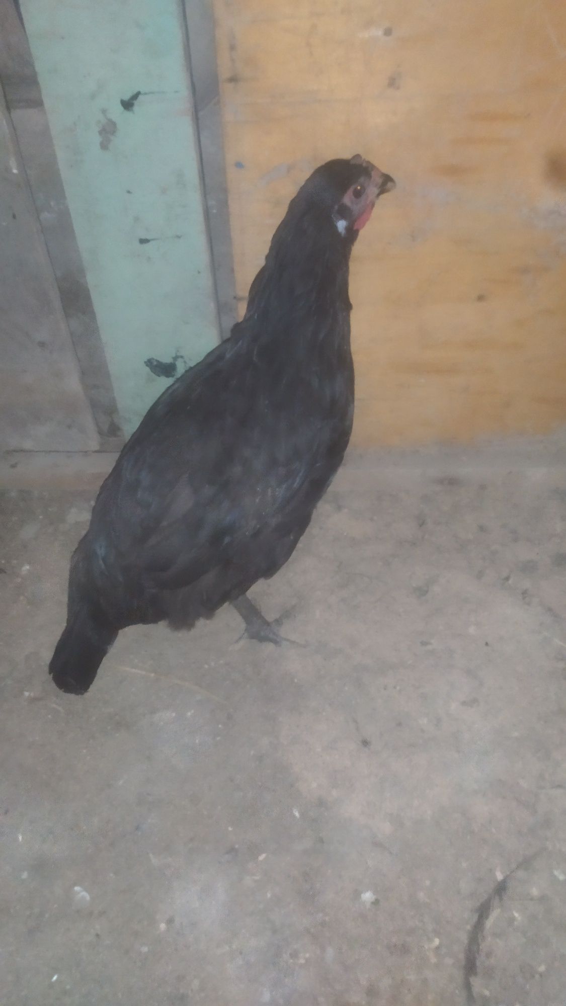 Qora shaxzoda joja 5 oylik vazni 1kilo gigant boʻladi narxi 149 ming