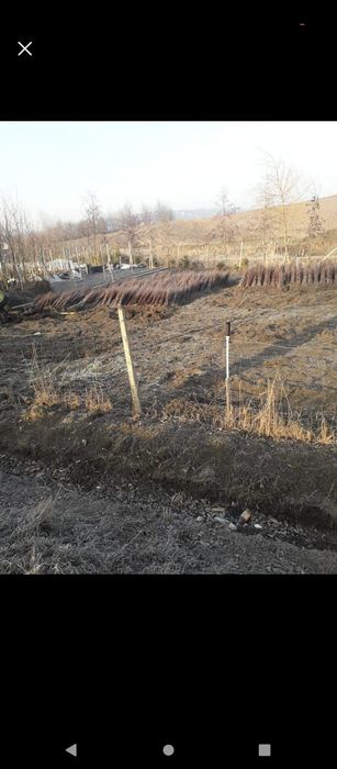 puieți de salcâm pentru împădurirea terenurilor degradate, agricole